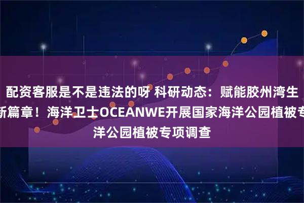 配资客服是不是违法的呀 科研动态：赋能胶州湾生态保护新篇章！海洋卫士OCEANWE开展国家海洋公园植被专项调查
